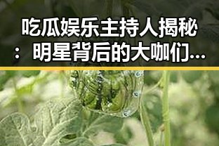 吃瓜娱乐主持人揭秘：明星背后的大咖们你知道吗？